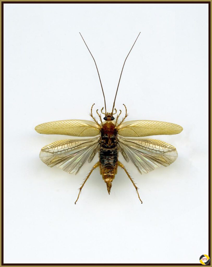 Insekt © Richard Mayer